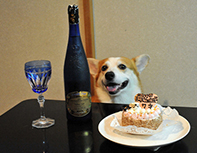 Corgi getting ready for party